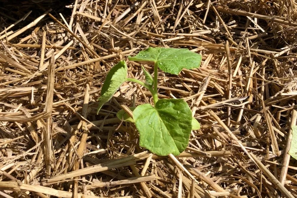 Cucumber Leaves Turning Yellow? Fix It With These Tips!