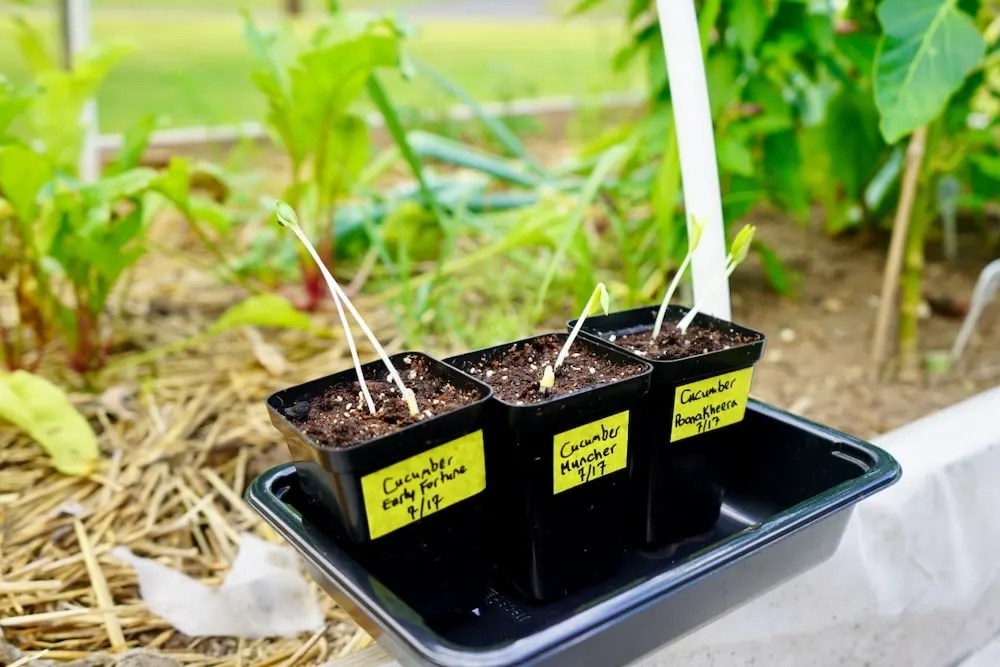 Transplanting Cucumbers How To Transplant Seedlings Geeky Greenhouse