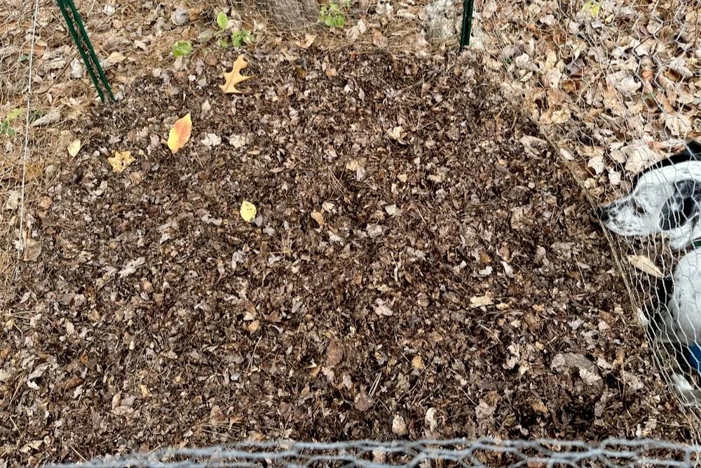 How To Make Leaf Mulch (And Its Amazing Benefits)
