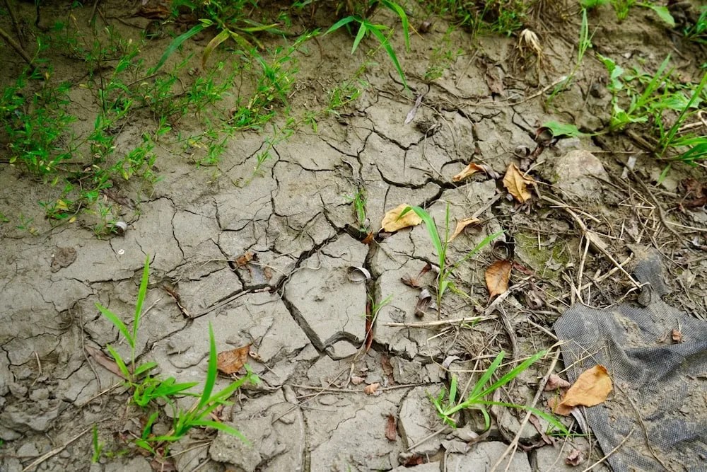 How To Make Leaf Mulch (And Its Amazing Benefits)