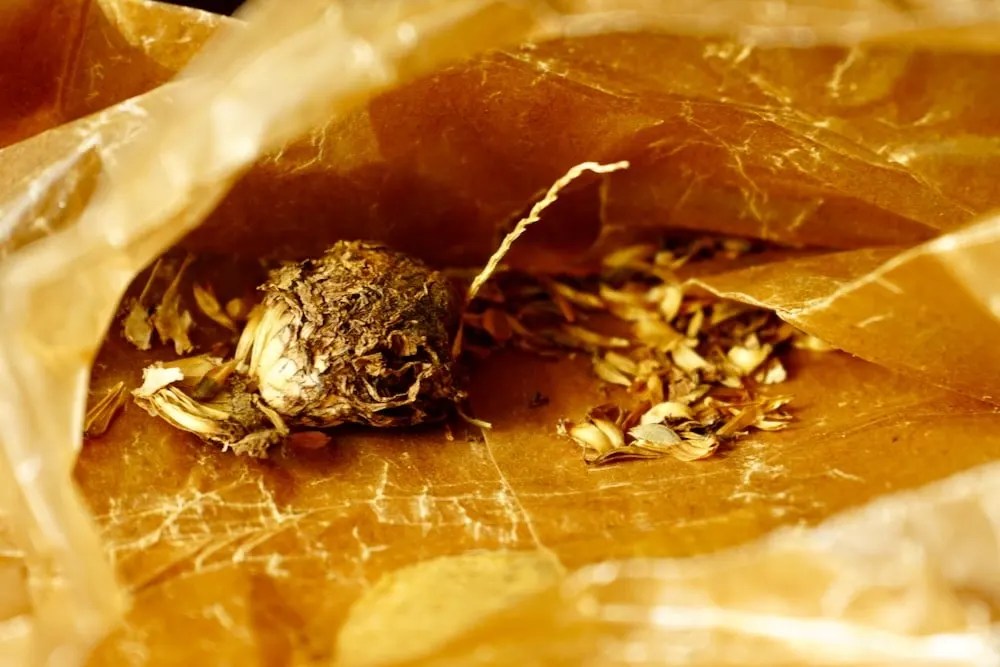 How To Harvest Zinnia Seeds Collect, Dry, and Store Them