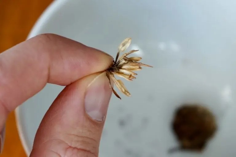 How To Harvest Zinnia Seeds Collect, Dry, and Store Them