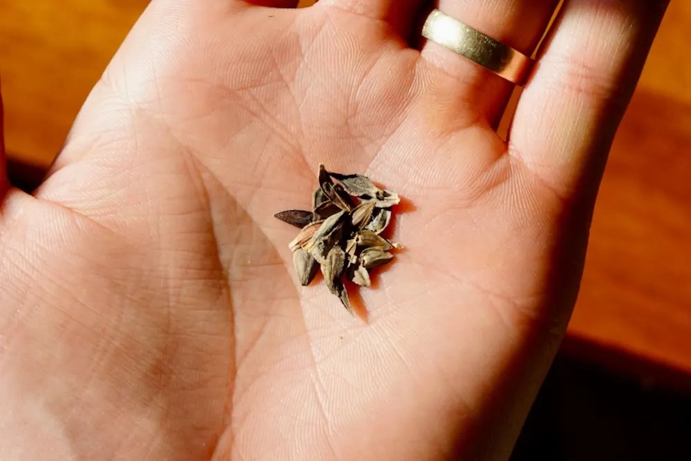 How To Harvest Zinnia Seeds Collect, Dry, and Store Them