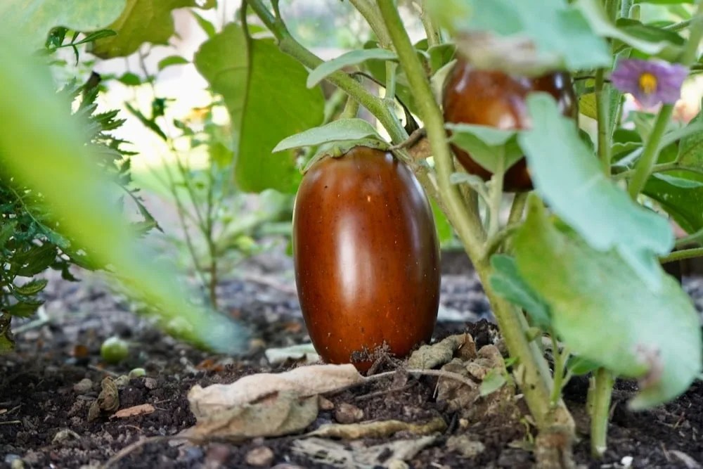 Why Did My Eggplants Turn Yellow at Christiansen blog