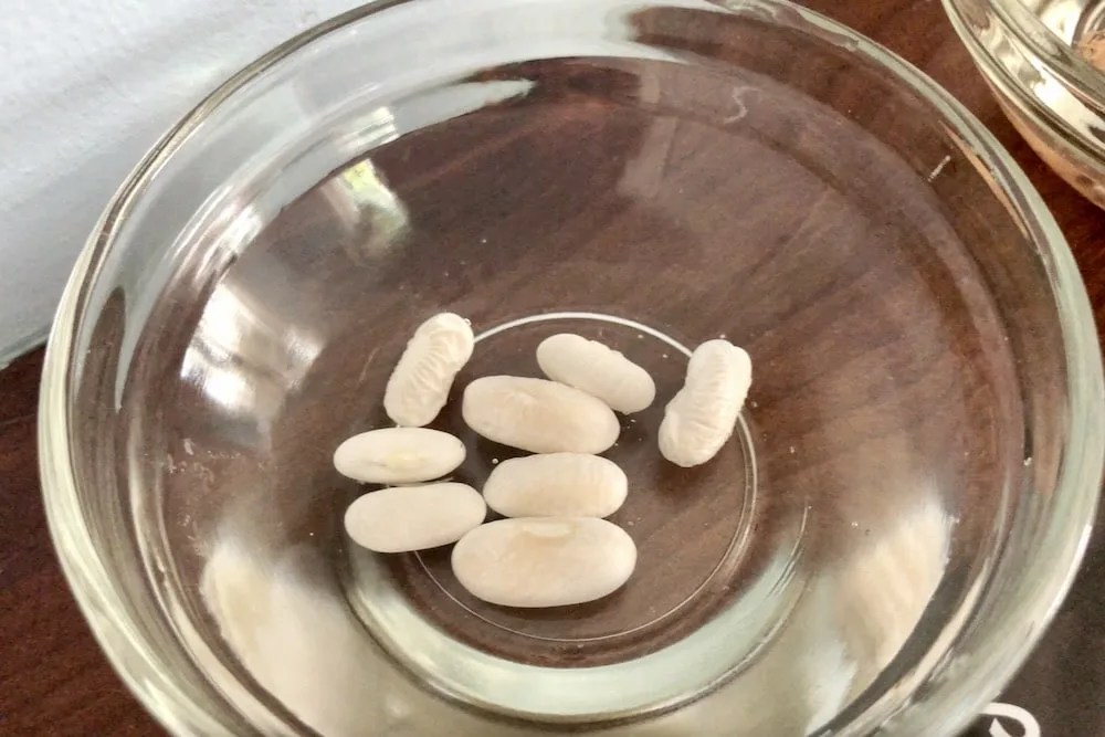 Growing Bush Beans From Seed Geeky Greenhouse