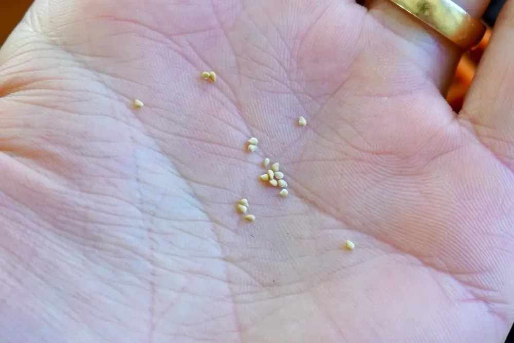 Germinating Strawberry Seeds (As Quick As 5 Days!)