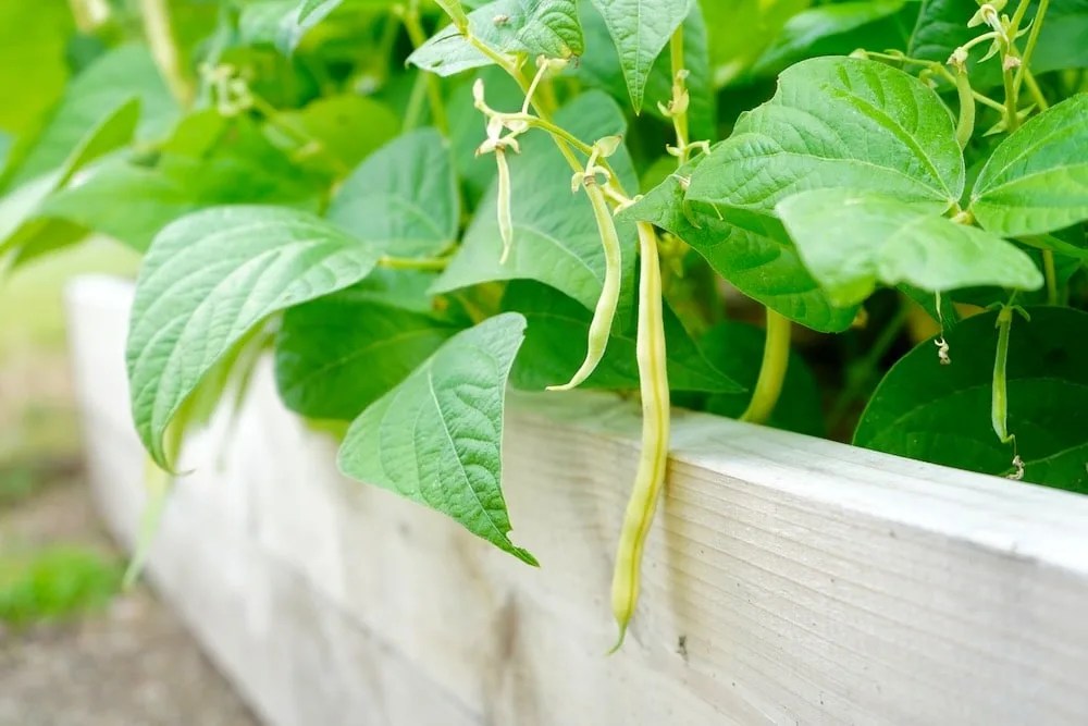 Growing Bush Beans From Seed Geeky Greenhouse