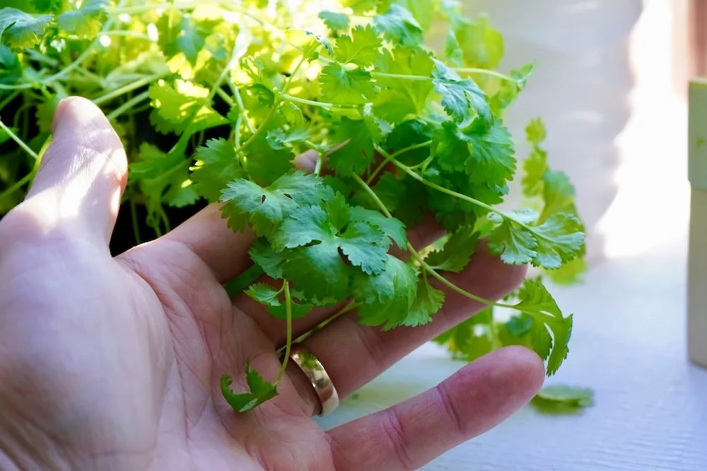 Top 10 Cilantro Companion Plants Geeky Greenhouse