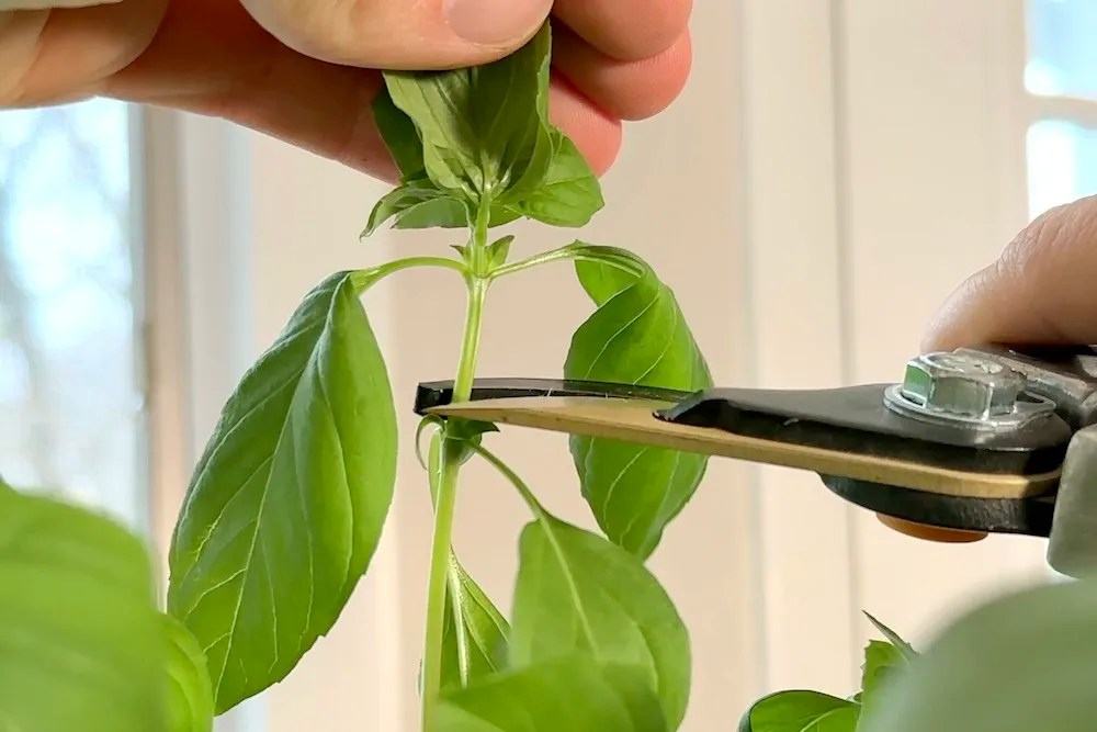 How To Prune Basil Boost Your Harvests 3x!