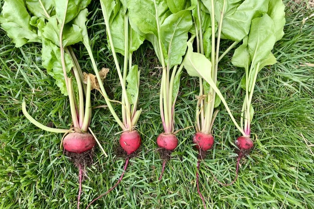 When To Harvest Beets (The Perfect Time To Pick Beetroot)