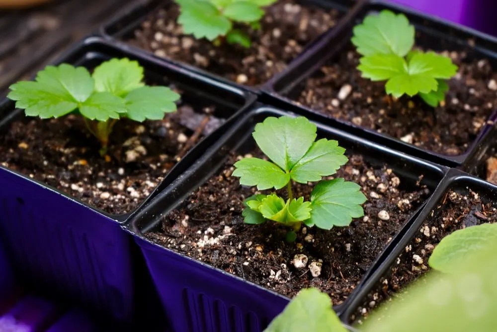 Strawberry Plant Stages From Seed To Harvest (w/Pictures) Geeky