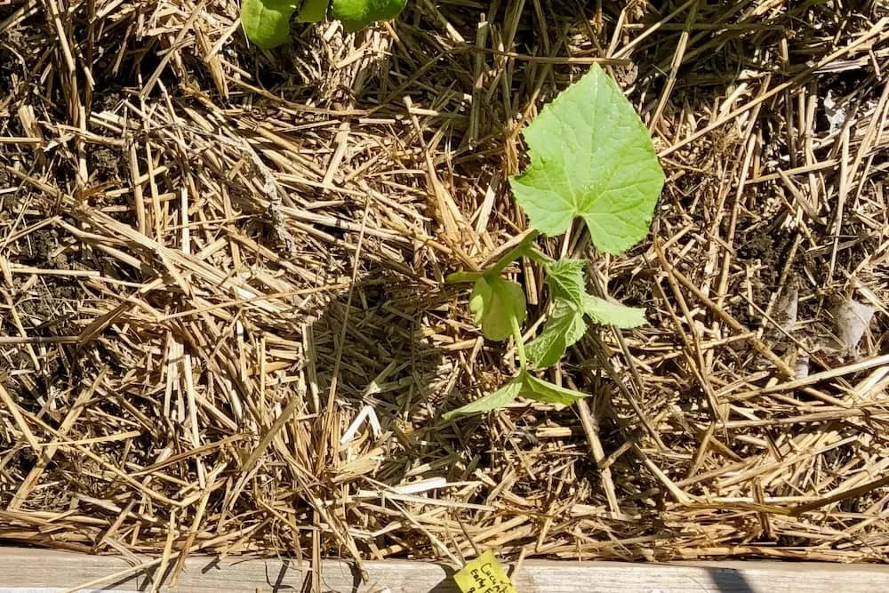 Transplanting Cucumbers How To Transplant Seedlings Geeky Greenhouse
