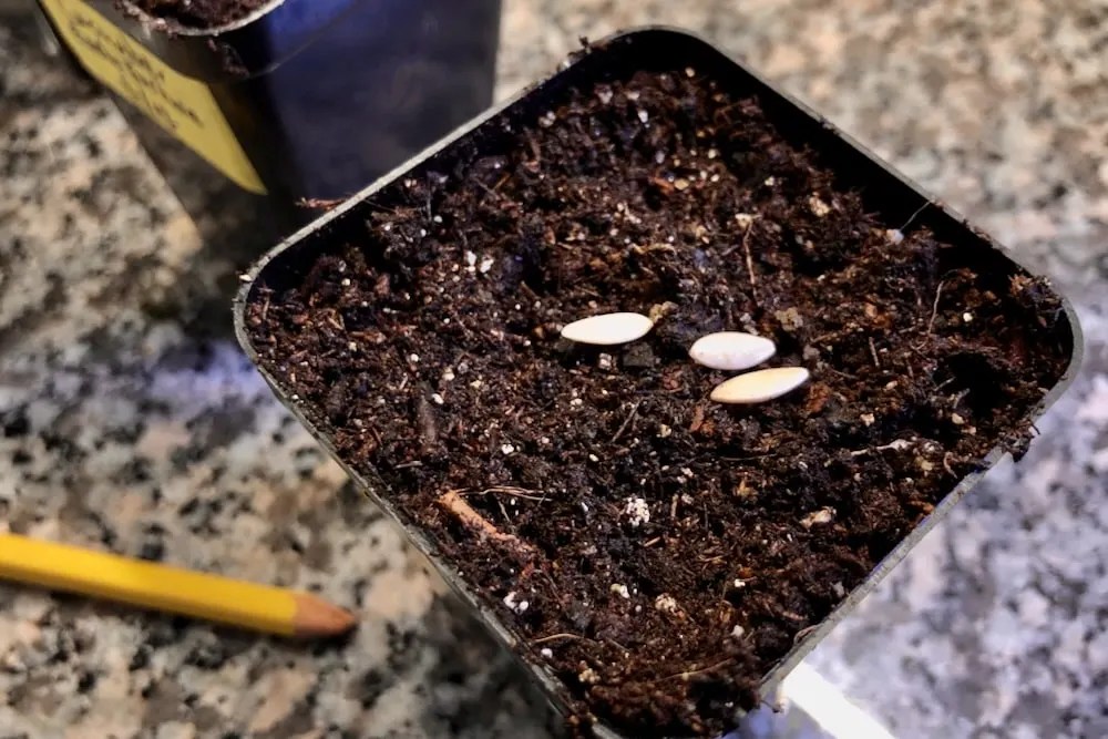 When To Plant Cucumbers Timing Is Everything! Geeky Greenhouse