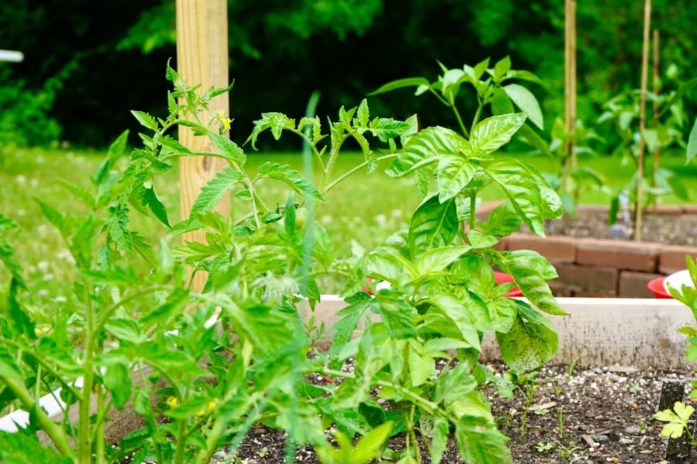 Top 10 Companion Plants For Basil Geeky Greenhouse