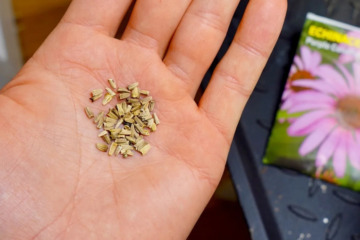 Growing Echinacea From Seeds Coneflower Grow Guide Geeky Greenhouse