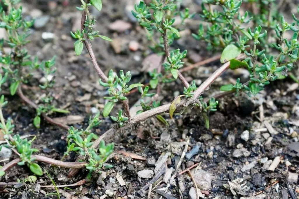 How To Start Thyme Seeds Indoors (Plus Growing Tips) Geeky Greenhouse