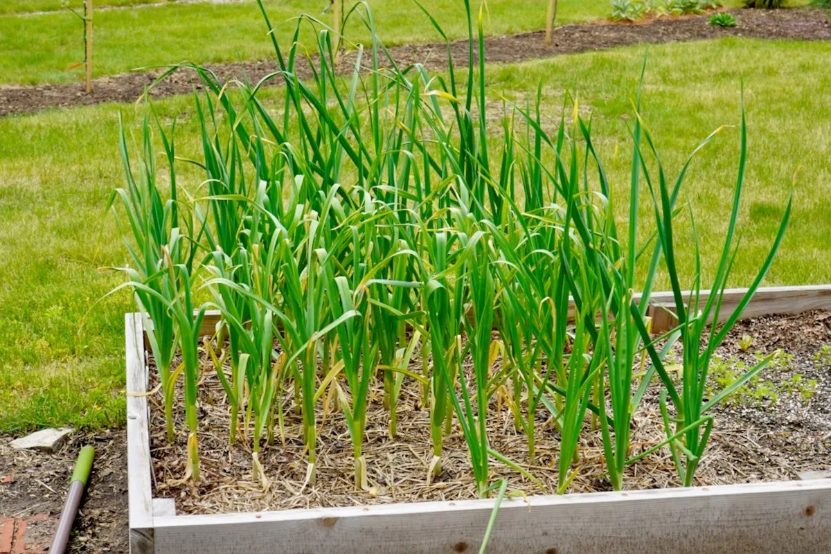 When To Harvest Garlic (3 Tips For Bigger Bulbs)