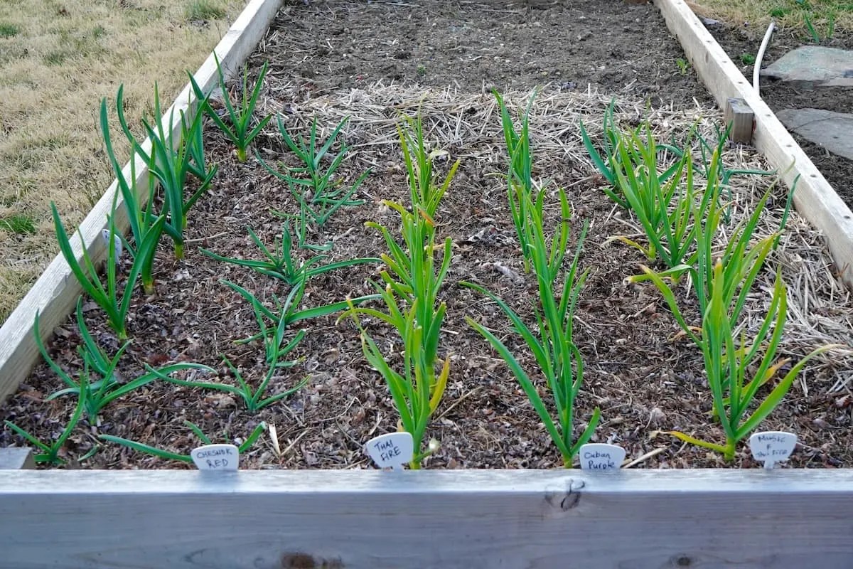 Best Garlic To Grow In Zone 6 (9 Great Varieties) Geeky Greenhouse