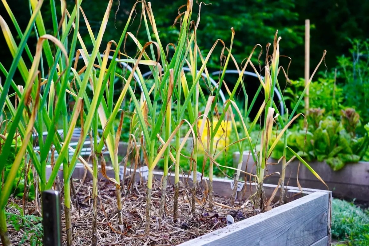 Best Garlic To Grow In Zone 6 (9 Great Varieties) Geeky Greenhouse