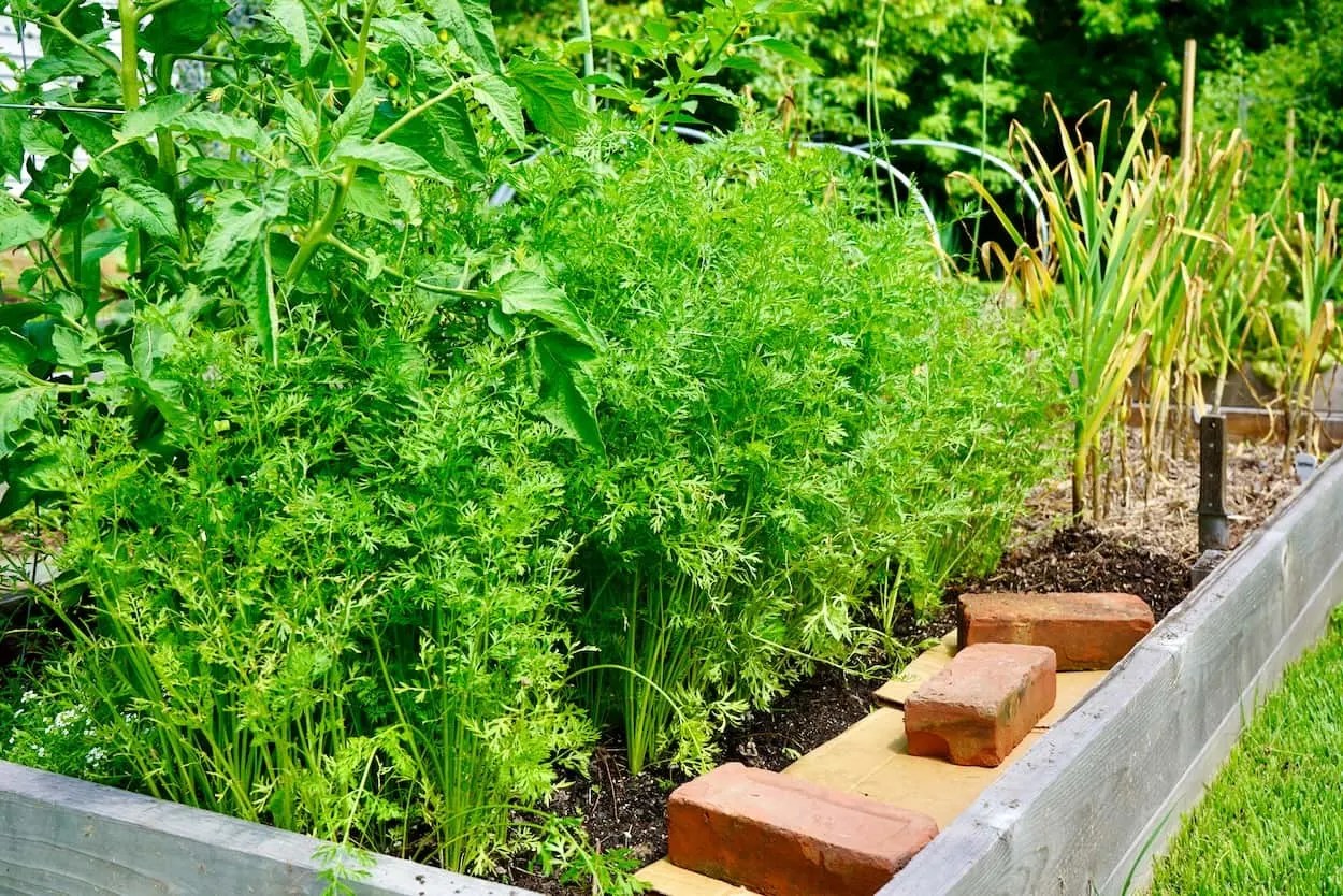 Growing Carrots In Raised Beds (From Seed) Geeky Greenhouse
