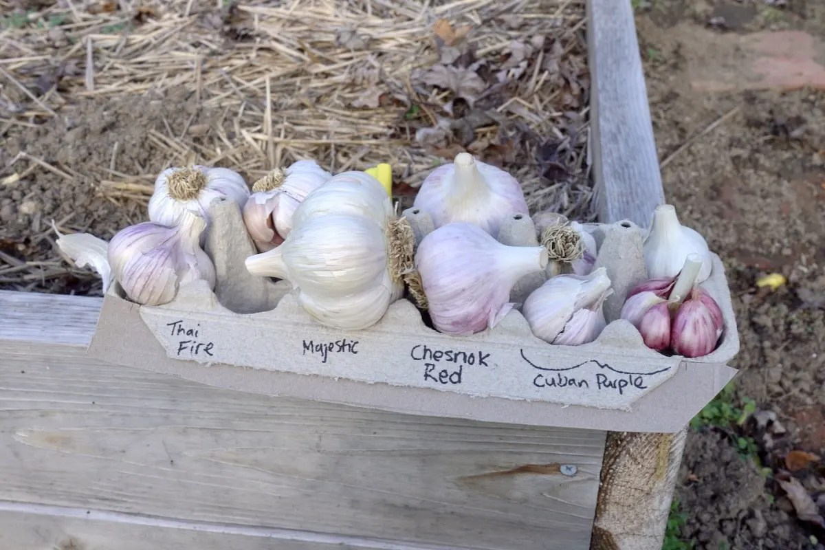Best Garlic To Grow In Zone 6 (9 Great Varieties) Geeky Greenhouse