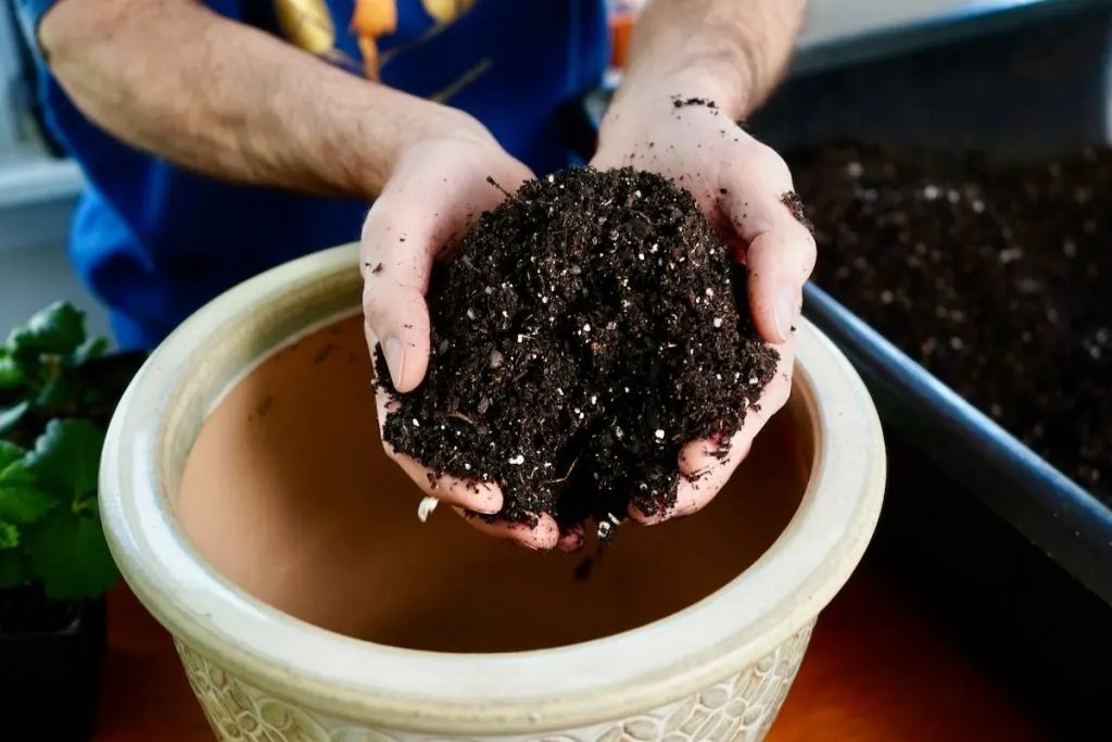 Growing Strawberries In Containers (Full Guide) Geeky Greenhouse
