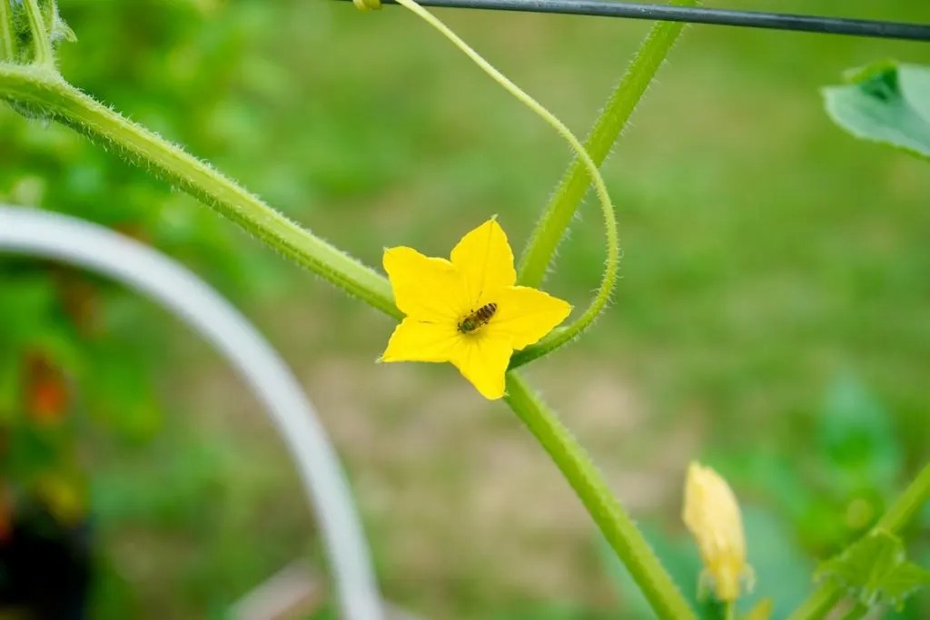 Growing Cucumbers In Raised Beds (4 Simple Steps) Geeky Greenhouse