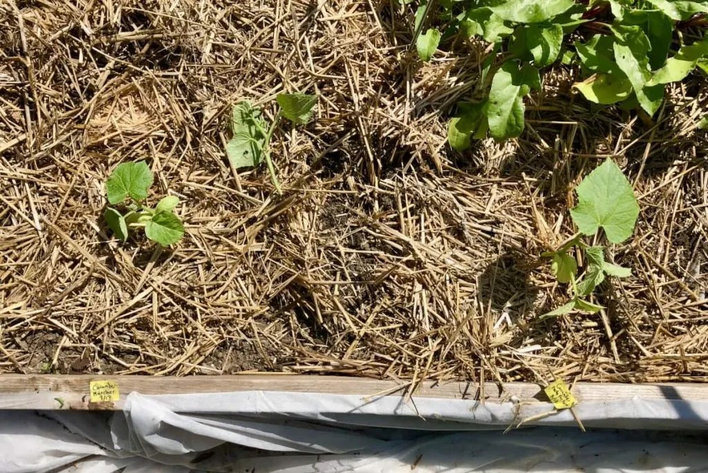 Growing Cucumbers In Raised Beds (4 Simple Steps) Geeky Greenhouse