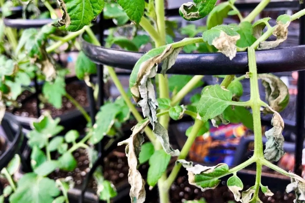9 Reasons For Tomato Leaves Turning Brown (And How To Fix It) Geeky