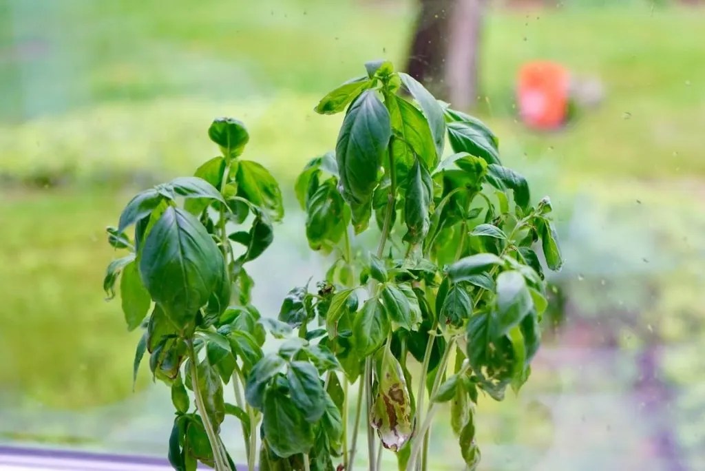 Basil Leaves Turning Brown? Here's Why Geeky Greenhouse