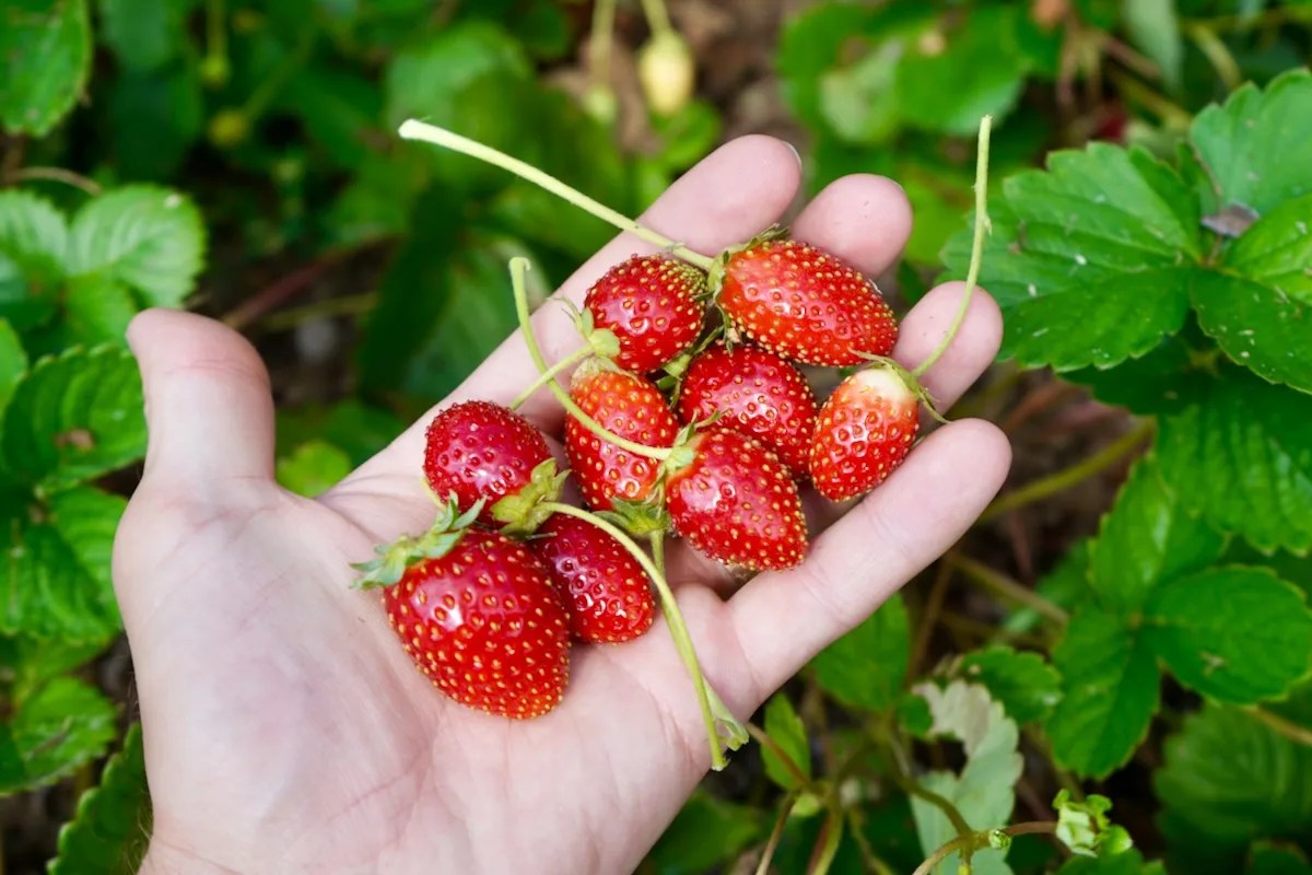 When To Pick Strawberries Perfect Time To Harvest Geeky Greenhouse
