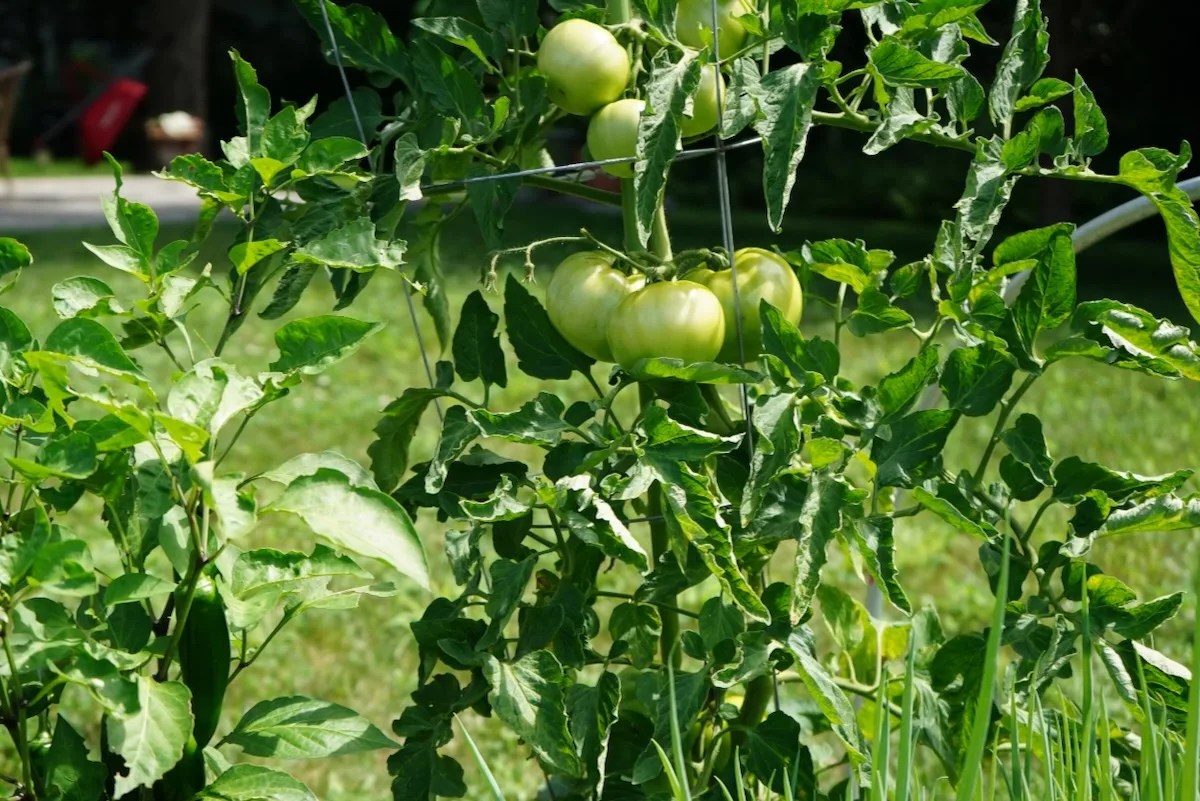 What Causes Leaf Curl On Tomato Plants? (Top 5 Reasons) Geeky Greenhouse