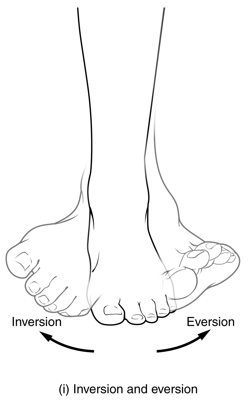 Anatomical Movements of the Human Body Geeky Medics