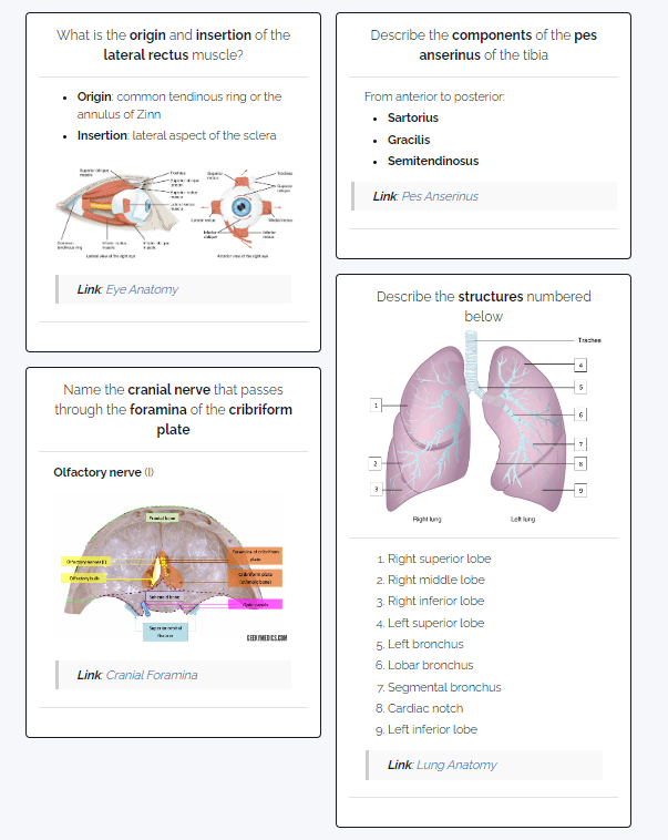 があります Anatomy Flashcards YS0000028726953317HexFrogs 通販 Yahoo