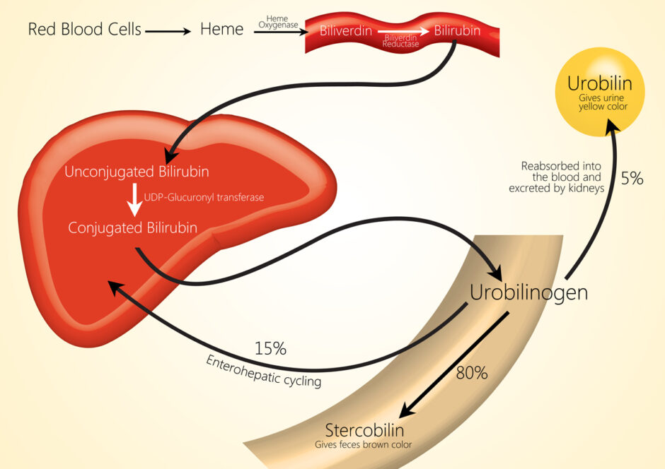 Jaundice Prehepatic, Hepatic, Posthepatic Geeky Medics