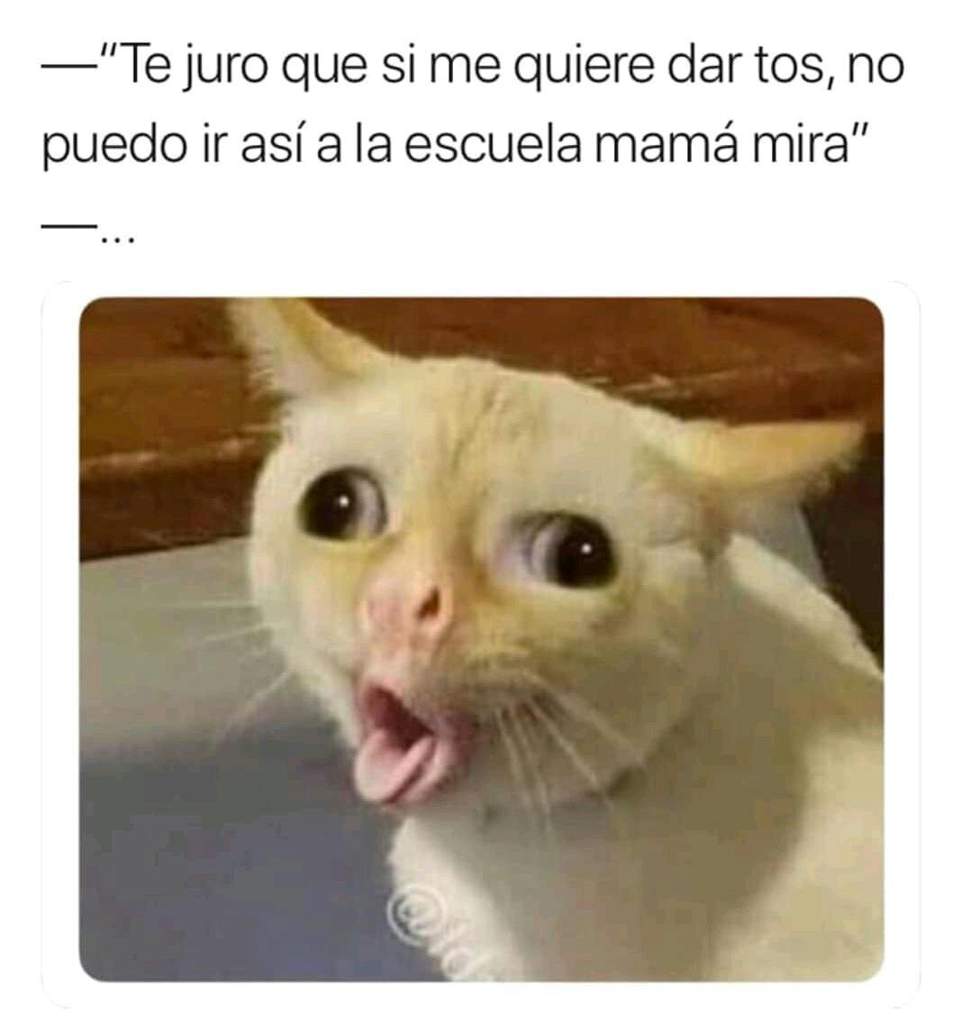 celebra el Día Mundial del Gato con los mejores memes