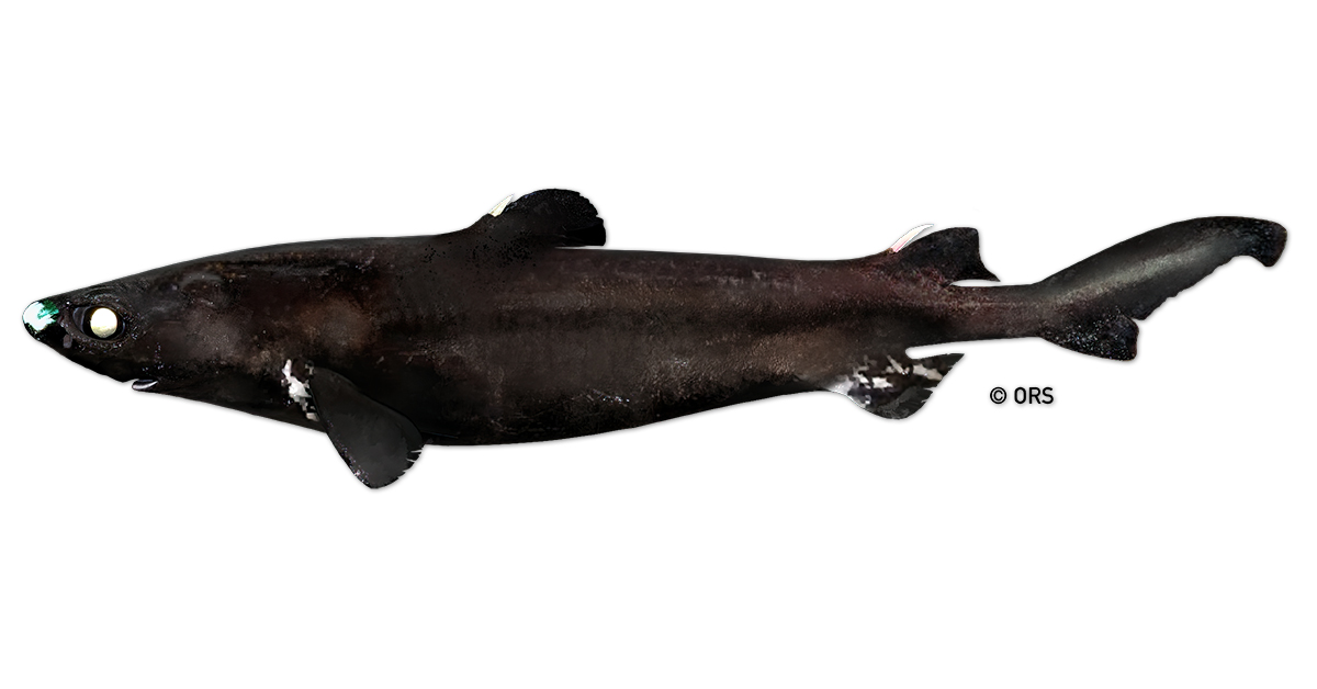 Black Dogfish Shark Science Requins