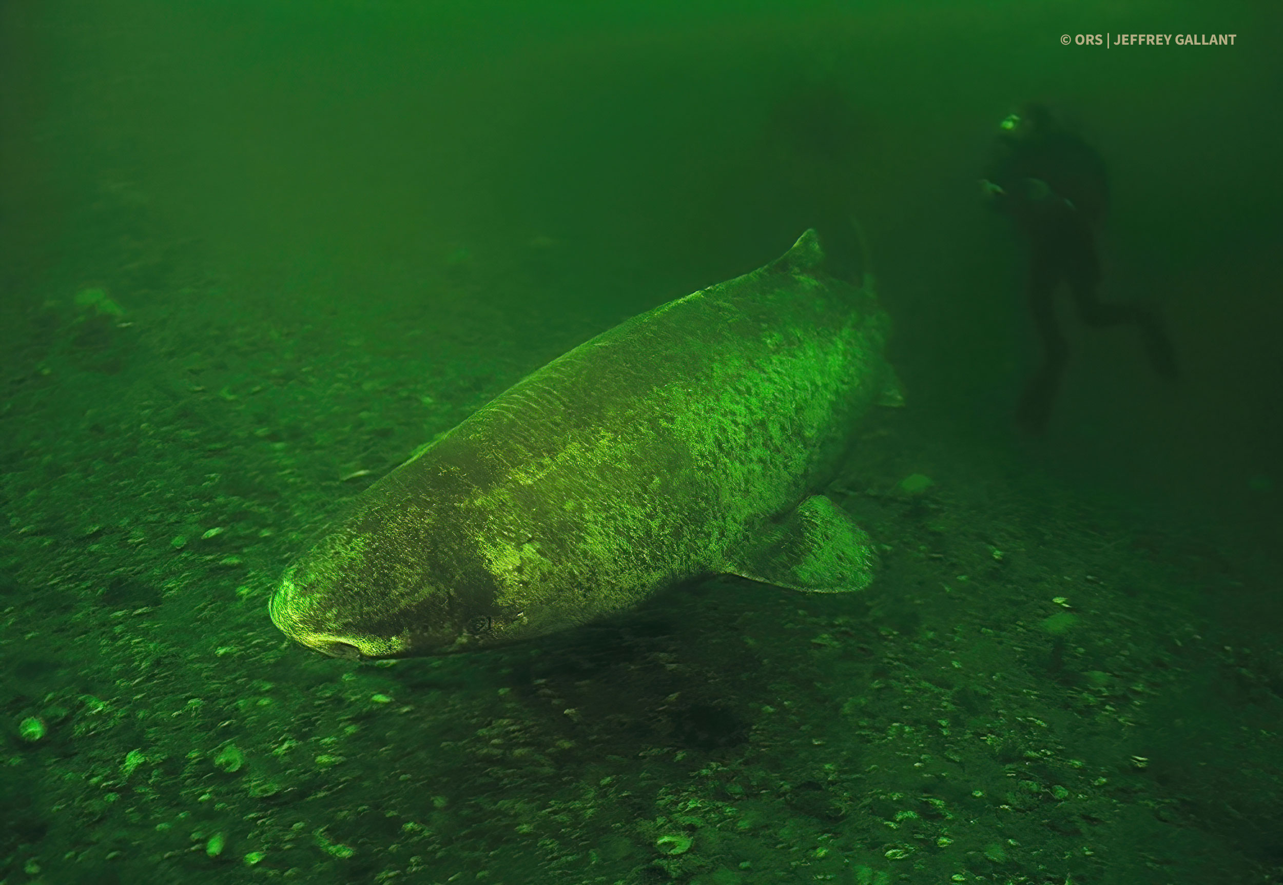 Greenland Shark Shark Science Requins