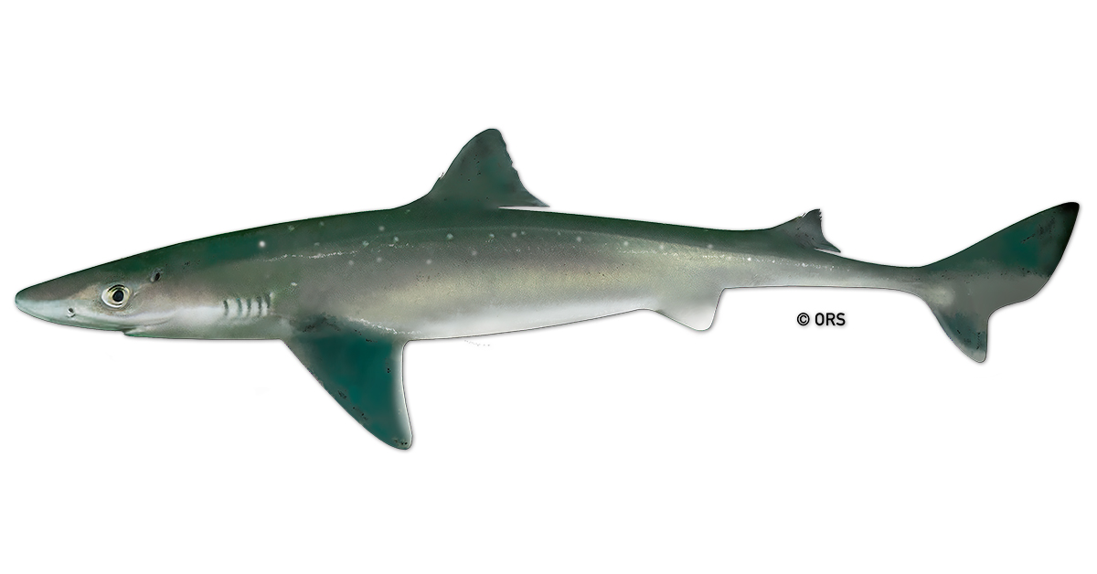 Spiny Dogfish Shark Science Requins