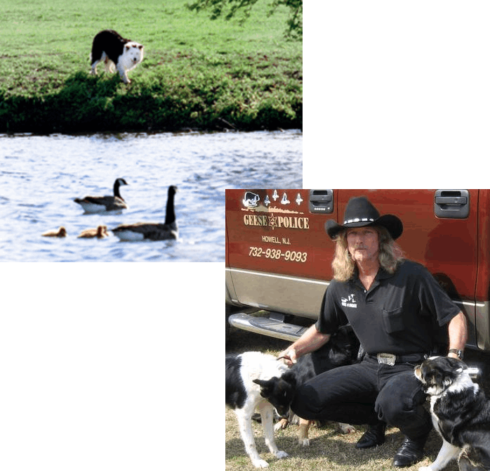About Us Geese Police, Inc. in Wall Township, NJ