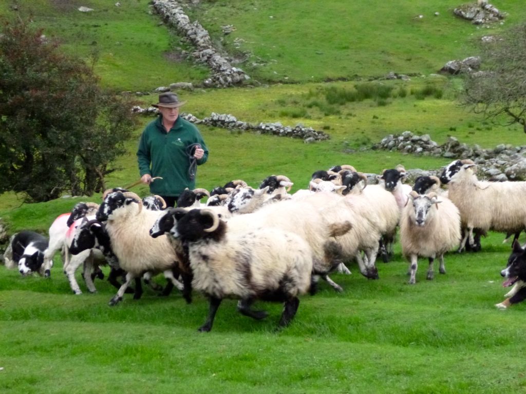 SHEEP HERDING IN IRELAND AND NEW MEXICO geezer2go