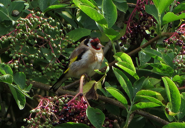 Web hier omheen plant u de vaste planten (sedum & salvia) en de bodembedekkers (phlox en thymus). Web met vaste planten kun je volop variëren. Meer vogels in de tuin lokken doe je met deze 9 planten