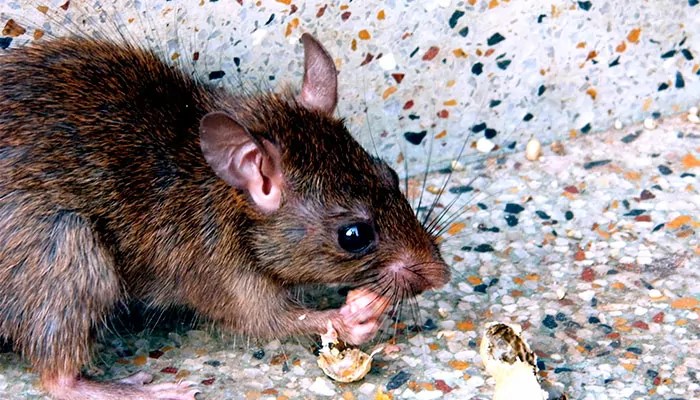 Cómo Acabar con las Ratas y Prevenir su Aparición Geindepo S.L