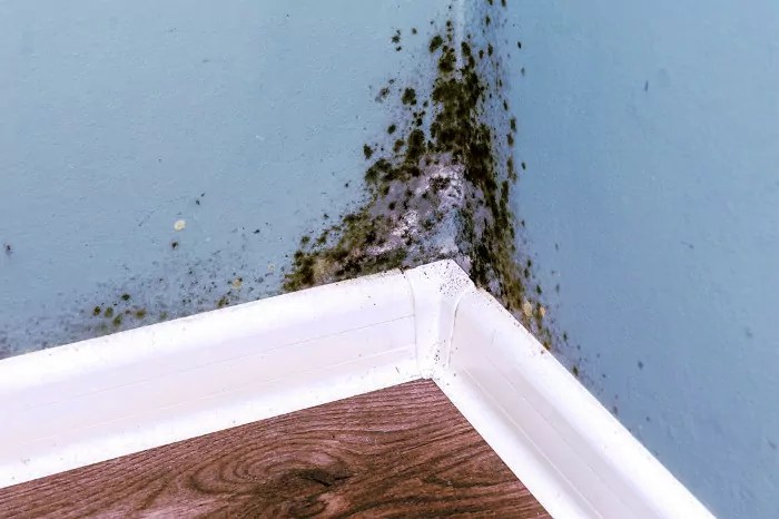 Cómo Quitar el Moho de las Paredes Definitivamente Geindepo