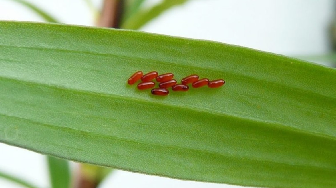 Red Lily Beetle Watch Out for This Devastating Pest Gelderman