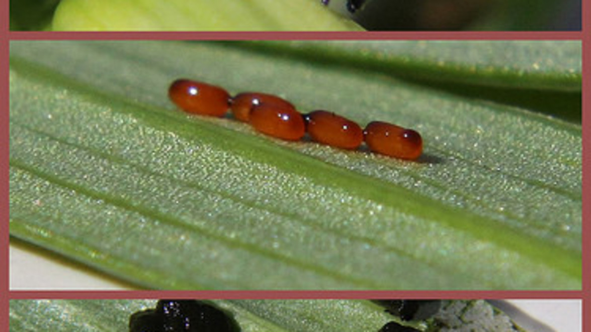 Red Lily Beetle Watch Out for This Devastating Pest Gelderman
