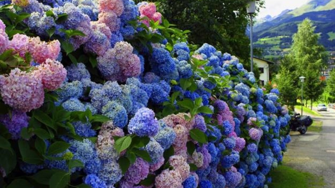 PLANT OF THE MONTH Hydrangea microphylla ‘Nikko Blue’ Gelderman