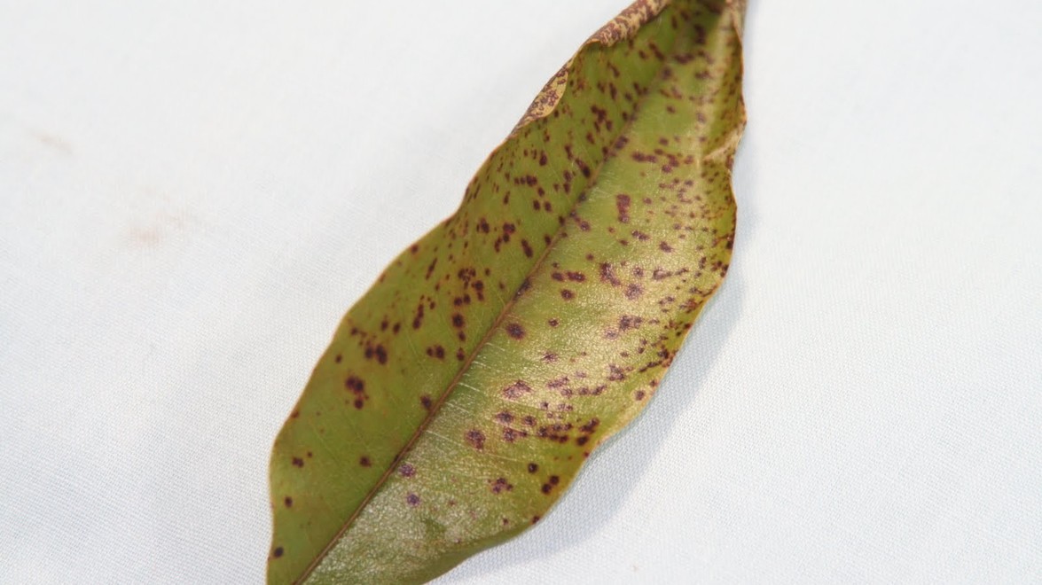 Four Signs You are Overwatering your Plants Gelderman Landscape Services