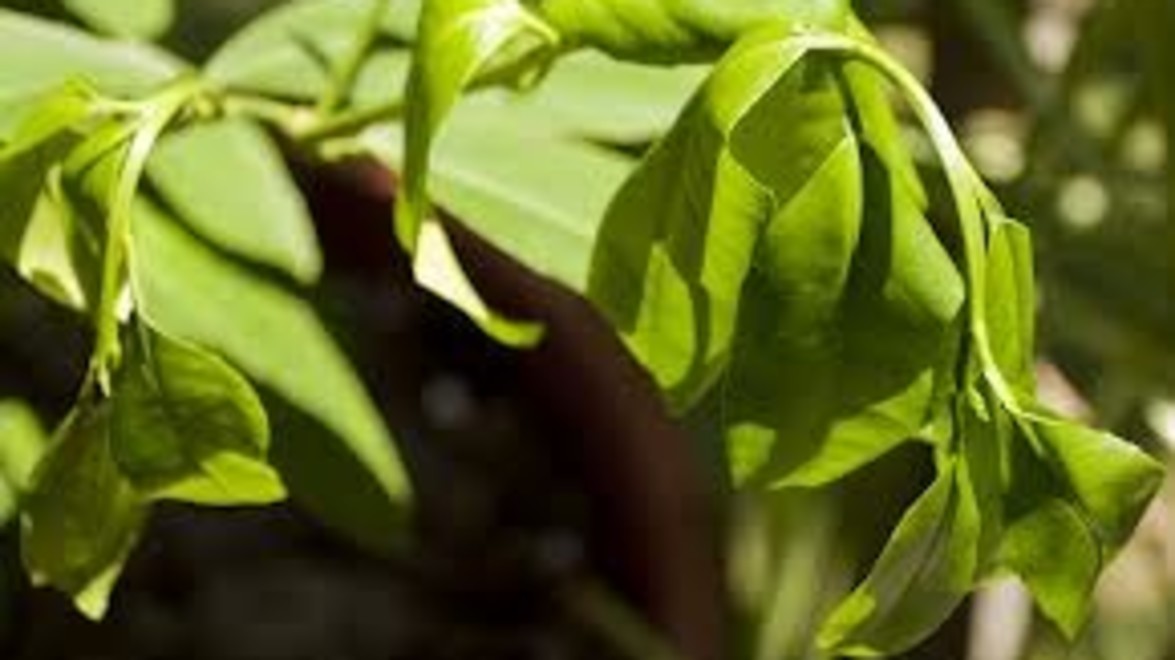 Four Signs You are Overwatering your Plants Gelderman Landscape Services