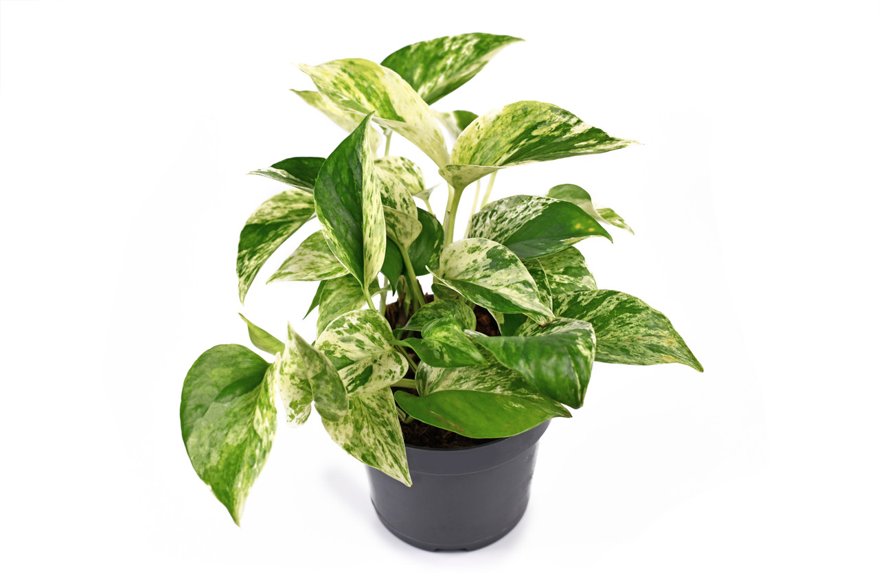 Epipremnum Aureum 'Marble Queen' Pothos Gemi Green